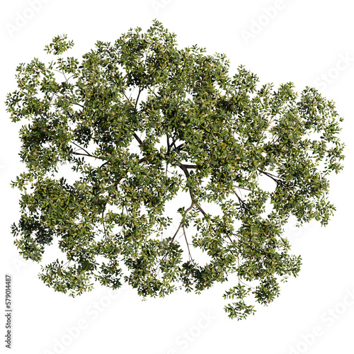 tree top view isolated on white png
