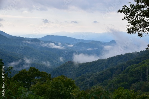 Fototapeta Naklejka Na Ścianę i Meble -  Great Smoky Mountains, United States. Green hills with clouds and mist on the mountains. Tree in the foreground. 