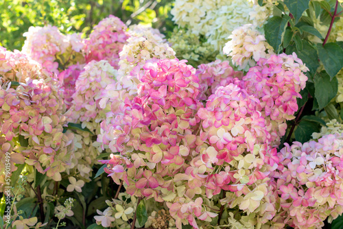 Hydrangea paniculata, the panicled hydrangea, is a species of flowering plant in the family Hydrangeaceae. Gorgeous pink flowers © I.H