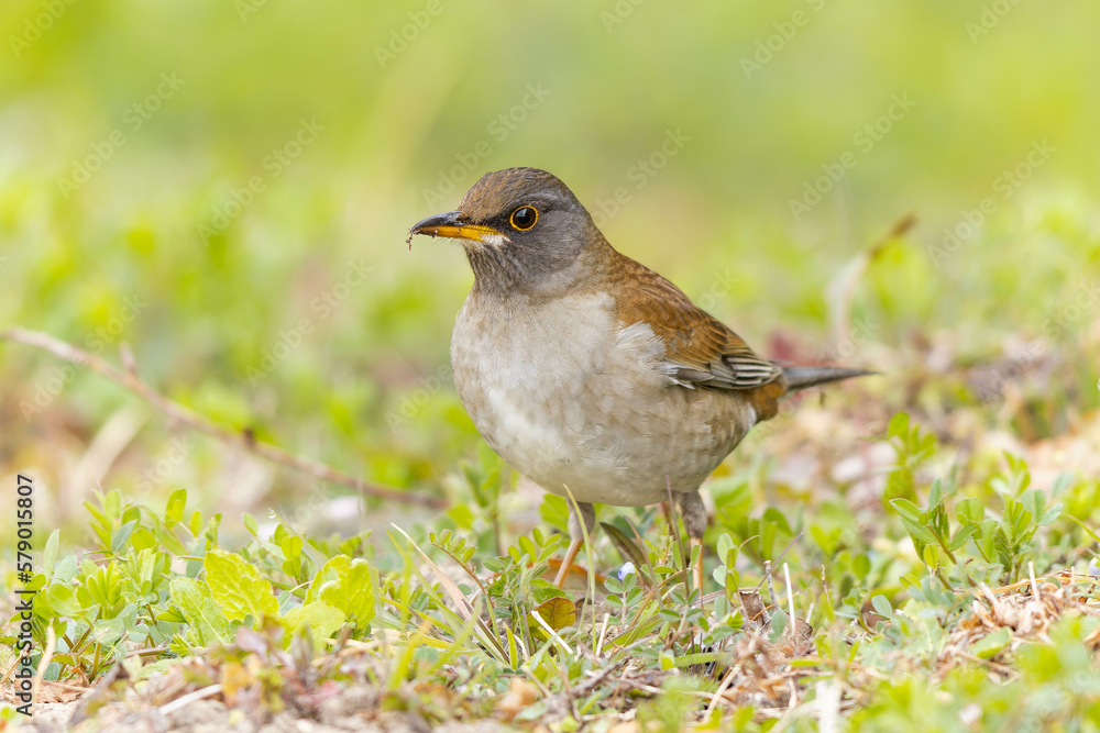 薄暗い草むらに立つシロハラ