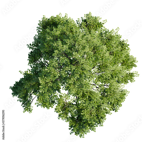 tree top view isolated on white png