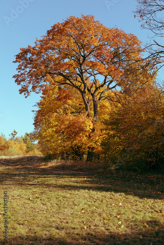 Autumn at the edge of the forest, a large meadow and autumn colors of trees.
