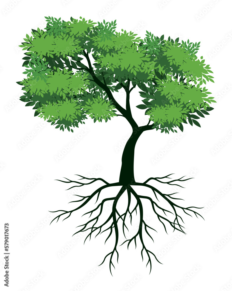Obraz premium Spring Tree with Leaves and Roots. Vector outline Illustration.