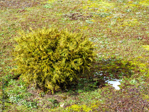 Green small ball-shaped thuja grows in the ground and grass