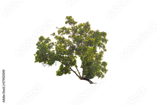 Lonely green tree with transparent background