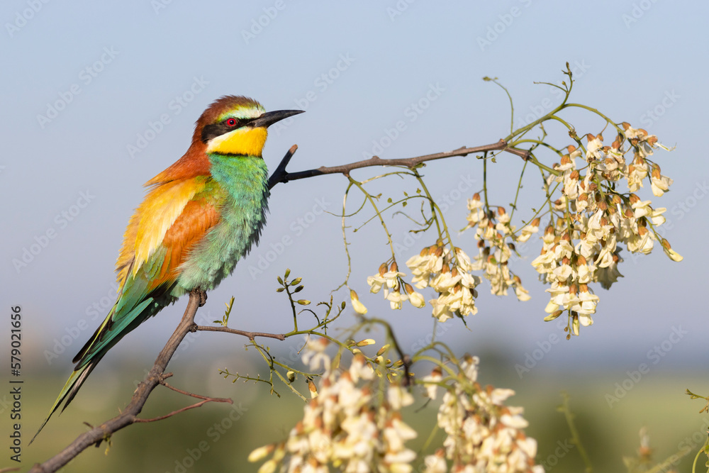 Obraz premium beautiful bird rest on a flowering branch