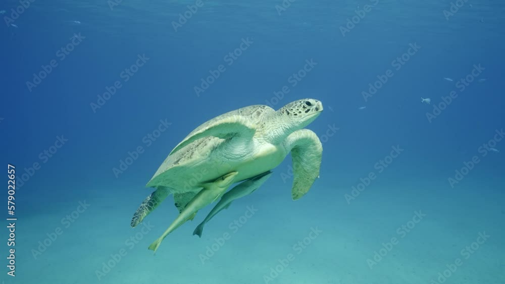 Closeup of Sea turtle floats up without moving its flippers, Slow