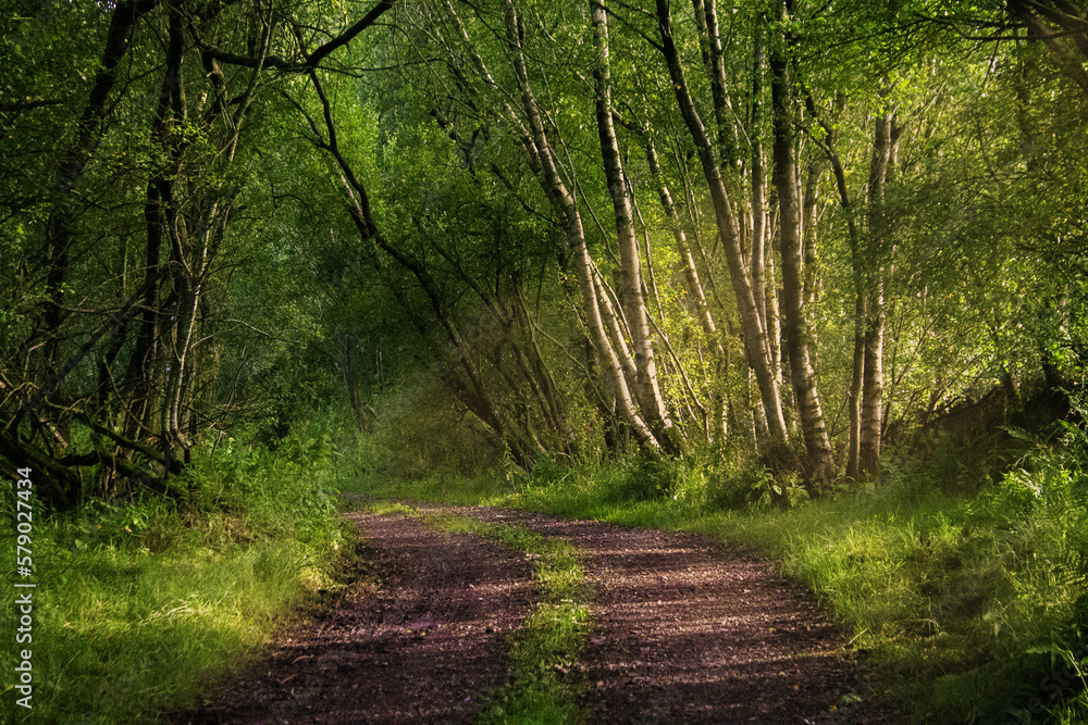 Obraz premium Path in the Forest