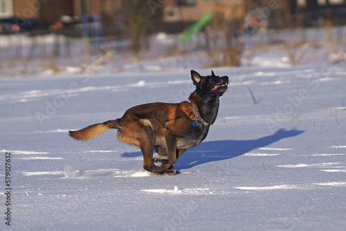 Active Belgian Shepherd dog Malinois wearing a chain collar with a blue tag on it running fast on a snow in winter