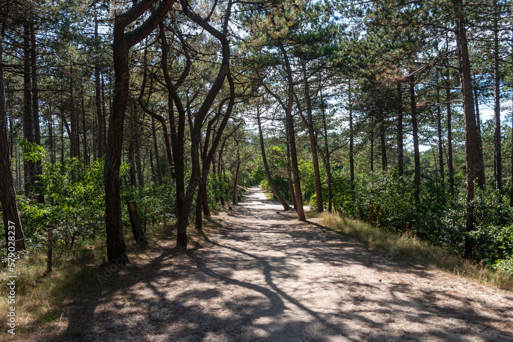 Pinienwald im Naturschutzgebiet Schoorlser Dünen bei Schoorl. Provinz Nordholland in den Niederlanden Pinienwald im Naturschutzgebiet Schoorlser Dünen bei Schoorl. Provinz Nordholland in den Niederlanden