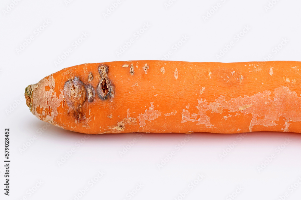 Carrot with spots or lesions, damaged carrot root. Plant pathology