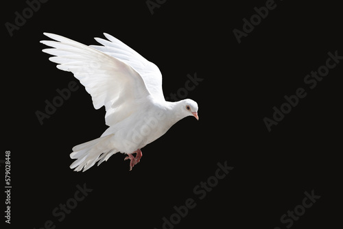 white dove flying, isolated on black