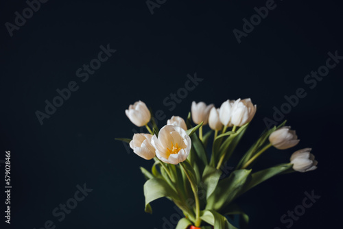 Isolated white tulips on a dark backdrop