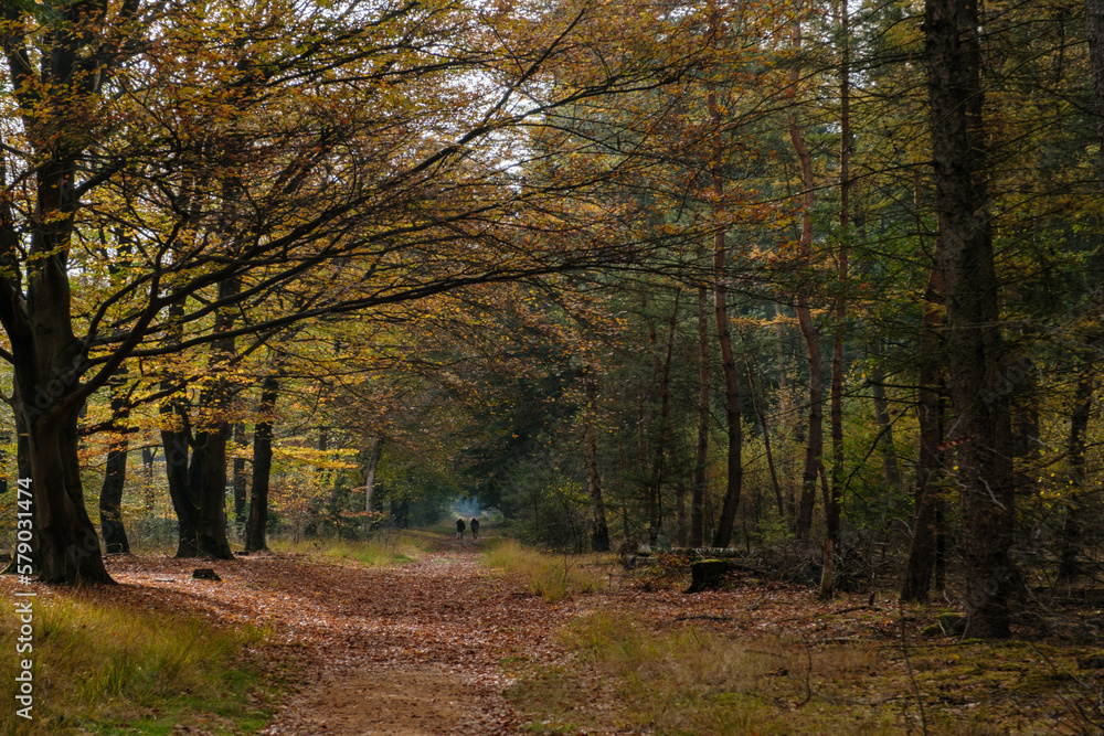 Nature reserve Sallandse Heuvelrug