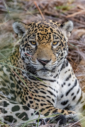 Close up of a jaguar