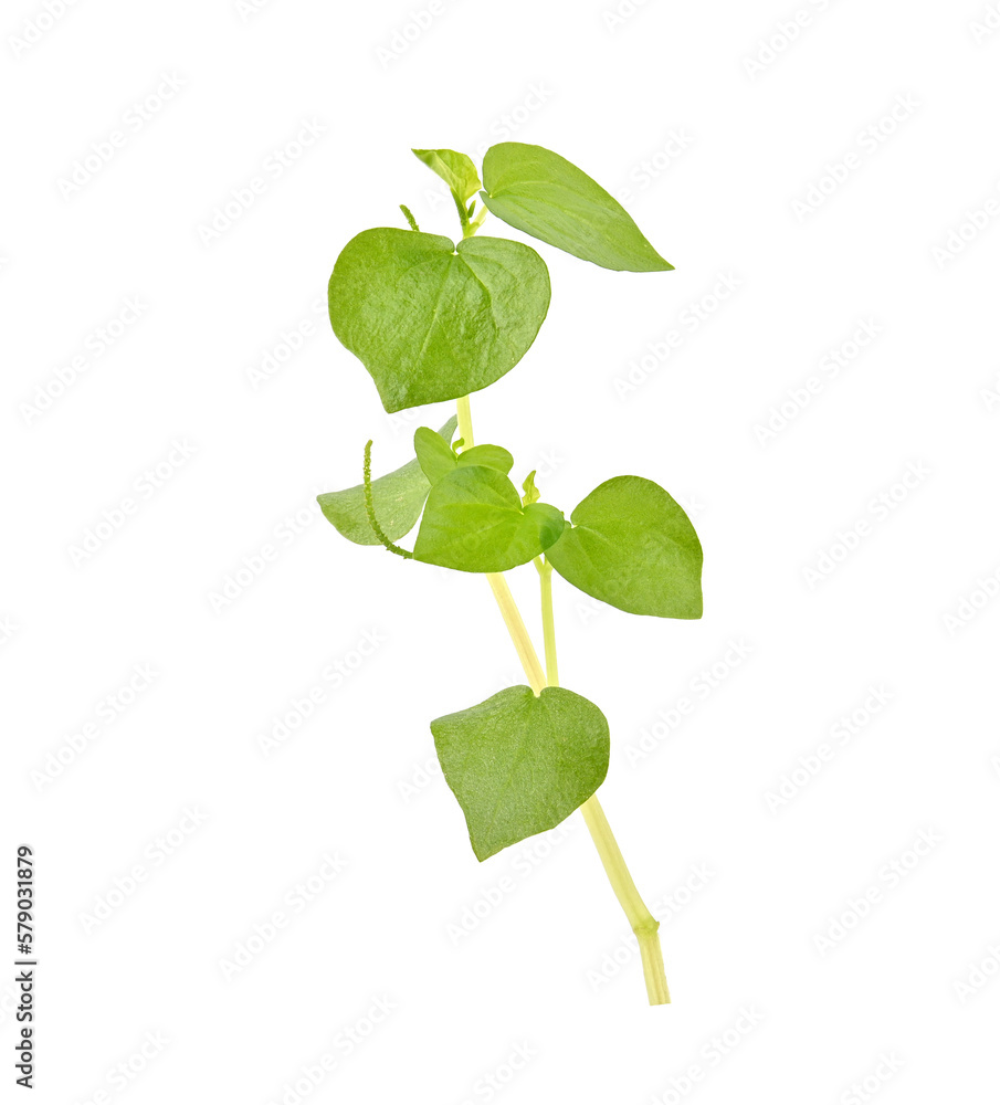 Fresh peperomia pellucida plant, shiny leave on white background Fresh peperomia pellucida plant, shiny leave on white background