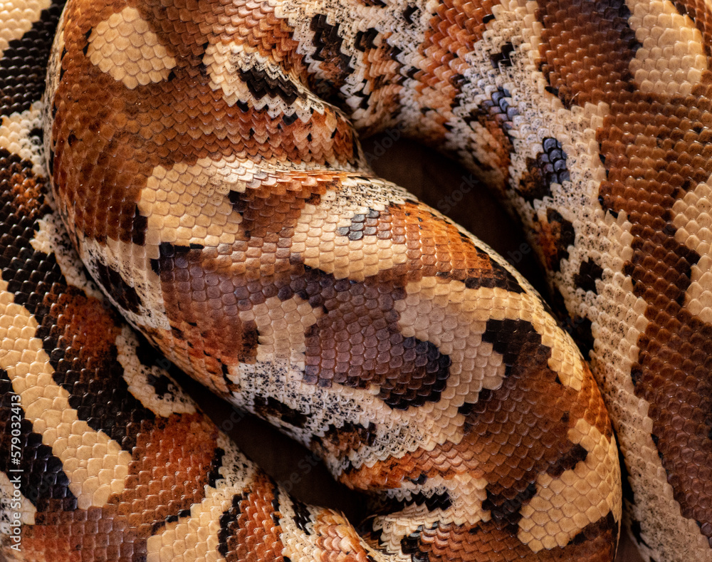 wild animal snake gecko lizard reptile wild animal snake gecko lizard reptile
