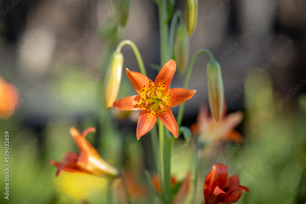 Obraz premium Happy Little Tiger Lily Blossom in Alpine Field