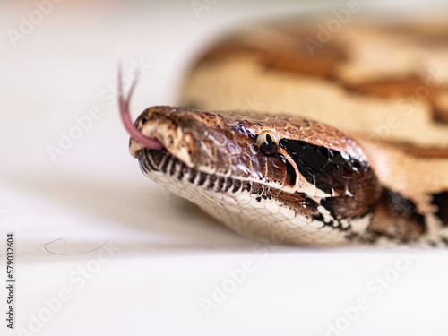 snake scale animal python macro photo
