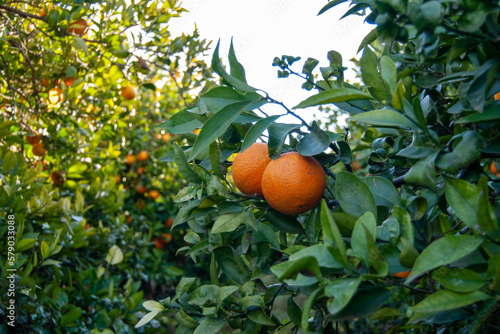 Naranjas en el árbol. Naranjas en el árbol.