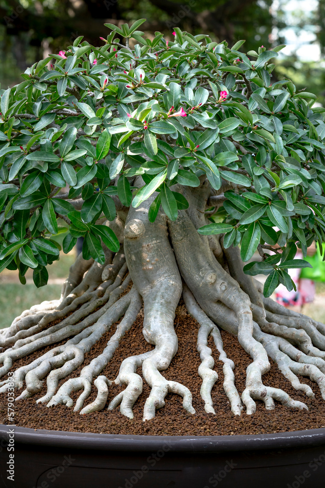 Fototapeta premium Adenium obesum bonsai tree with unique beam root set