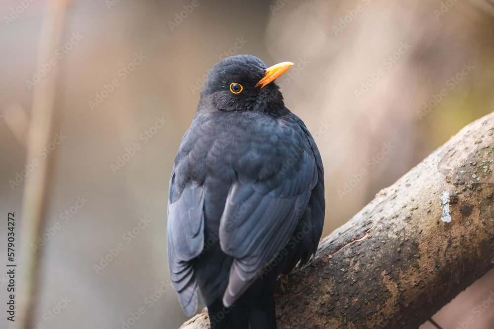 Fototapeta premium Common blackbird on a branch
