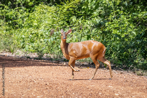 Grey brocket _ Veado-catingueiro