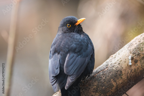 Common blackbird on a branch
