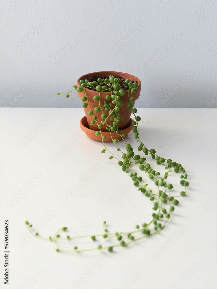 Senecio rowleyanus, string of pearls, houseplant with round green