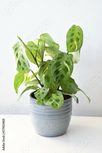 Maranta leuconeura kerchoveana variagata, prayer plant in a gray pot, isolated on a white background. Variegated tropical houseplant with green leaves and beautiful pattern. Portrait orientation.