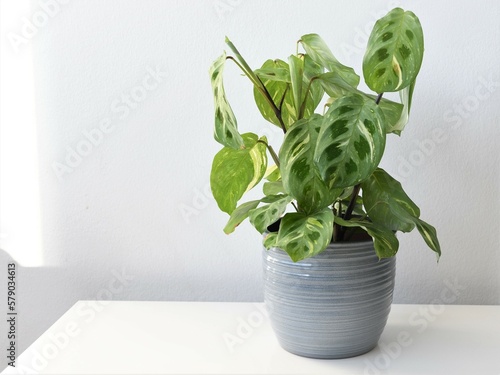 Maranta leuconeura kerchoveana variagata, prayer plant in a gray pot, isolated on a white background. Variegated tropical houseplant with green leaves and beautiful pattern. Landscape orientation. photo