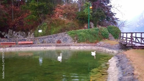 The swans on Traunsee Lake, Traunkirchen, Austria photo