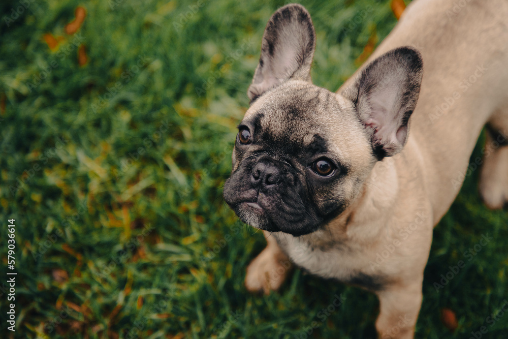 French bulldog puppy portrait on the grass palyground.