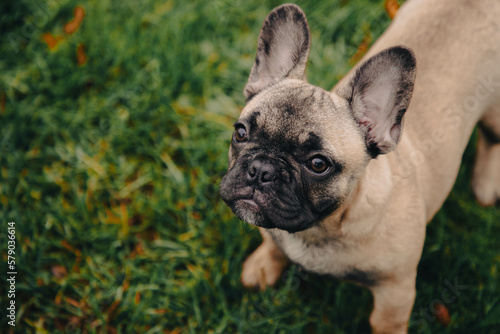 French bulldog puppy portrait on the grass palyground. © JuLady_studio
