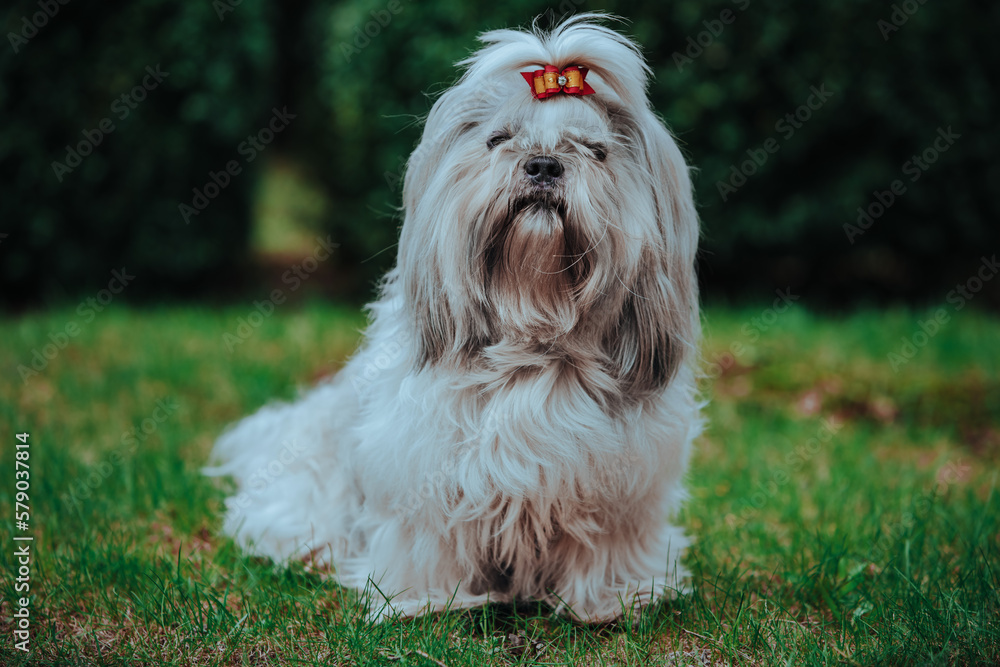 Shih tzu dog sitting on grass in garden Shih tzu dog sitting on grass in garden