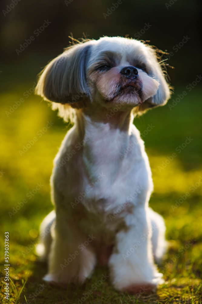 Shih tzu dog sitting on grass in garden Shih tzu dog sitting on grass in garden