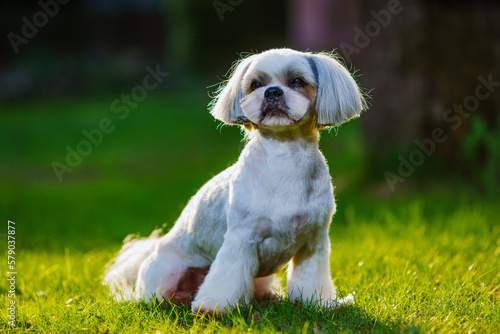 Shih tzu dog sitting on grass in garden