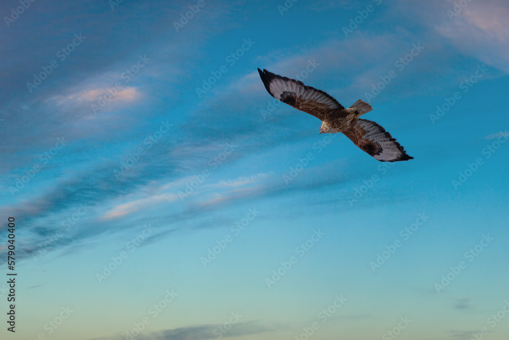 Fototapeta premium Bird of prey flying on twilight sky background