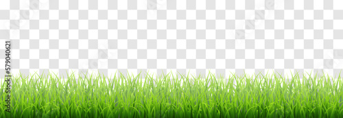 Green vector grass isolated on png background. Spring green grass, lawn. Summer nature decoration. 