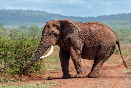 Close encounter with an Elephant bull walking  in a Game Reserve in South Africa © henk bogaard