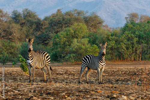 Zebra in the forest of Mana Pools National Park in the dry season in Zimbabwe