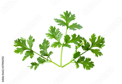 Green coriander leaves close-up, isolation on transparent png