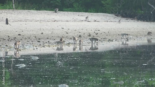 Long tail monkey activity in Baluran Banyuwangi National Park, wild monkey photo