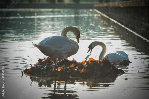 Fototapeta Naklejka Na Ścianę i Meble -  view on a swan couple making their nest
