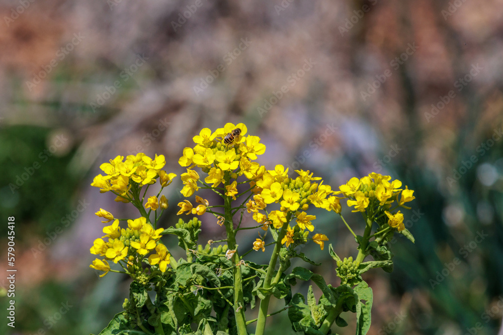 Obraz premium 菜の花が咲くと本格的春のスタート