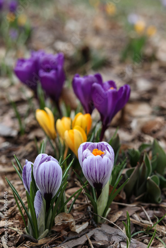 spring crocus flowers