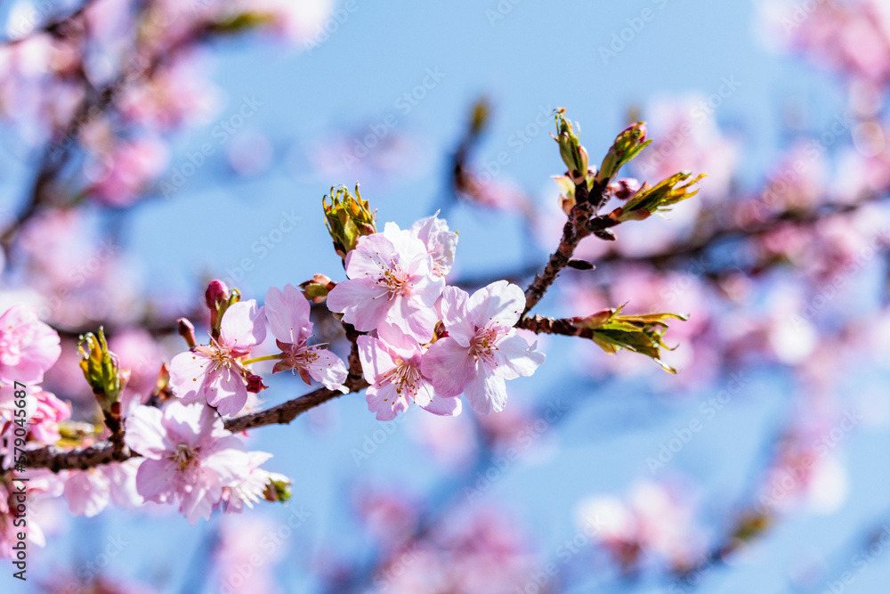 一足早い春を告げる早咲きの桜の花