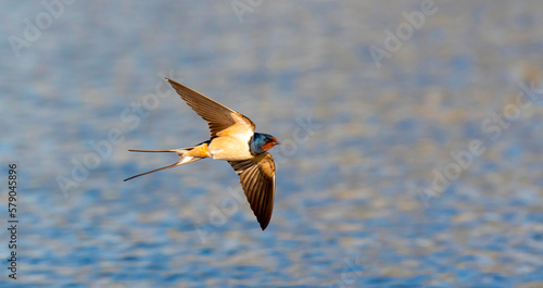 Barn swallow Hirundo rustica flies over the water and catches insects. photo