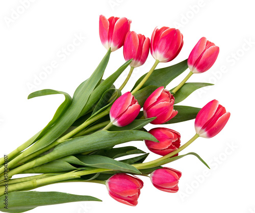 Fototapeta Naklejka Na Ścianę i Meble -  Tulips bunch isolated on transparent background. Fresh red pink tulips bouquet, Womens day. PNG, 