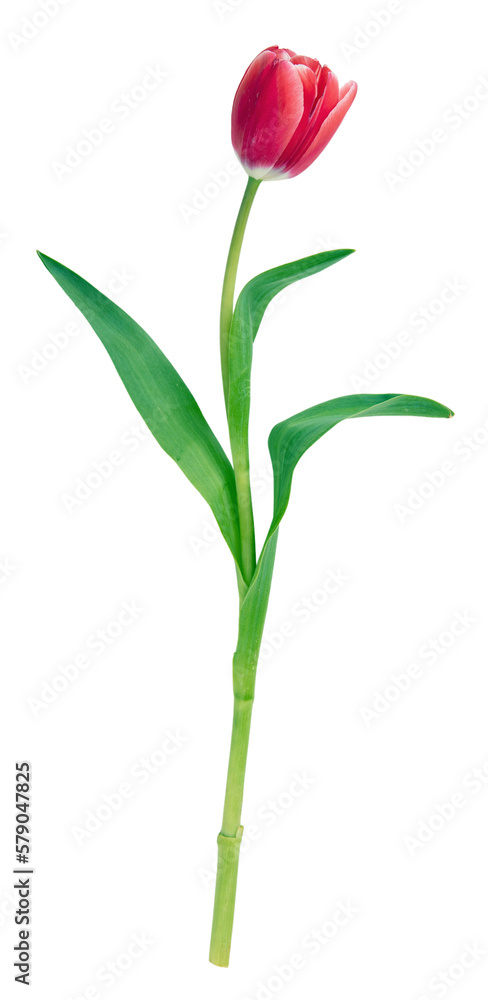 Tulip isolated on transparent background. Fresh red pink tulip, holiday gift. PNG, Tulip isolated on transparent background. Fresh red pink tulip, holiday gift. PNG,